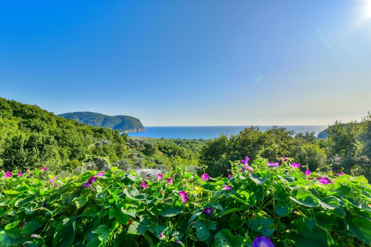 Pataki Studios Petrovac Exteriér fotografie